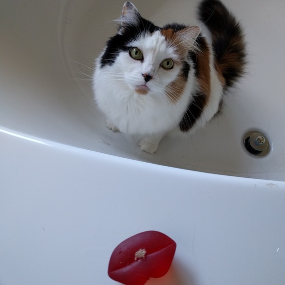 Meet your Posher, Mah - Picture 1 of 1